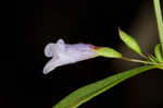 Ozark calamint